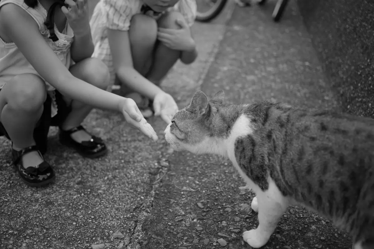 Você já participou de alguma iniciativa de adoção ou esterilização? Imagem de solidariedade com animais de rua